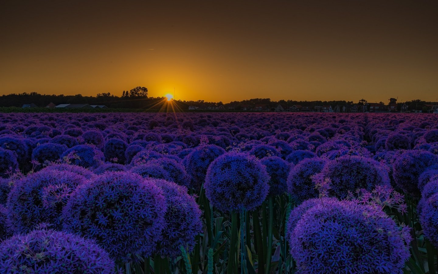 Обои цветы, закат, поле, лук, декоративный лук, аллиум, flowers, sunset, field, bow, decorative bow, allium разрешение 2048x1355 Загрузить