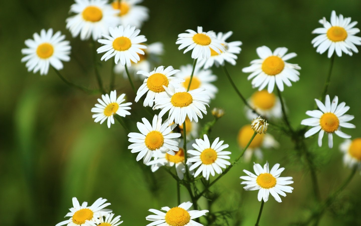 Обои цветы, зелень, лето, лепестки, ромашки, белые, flowers, greens, summer, petals, chamomile, white разрешение 1920x1280 Загрузить