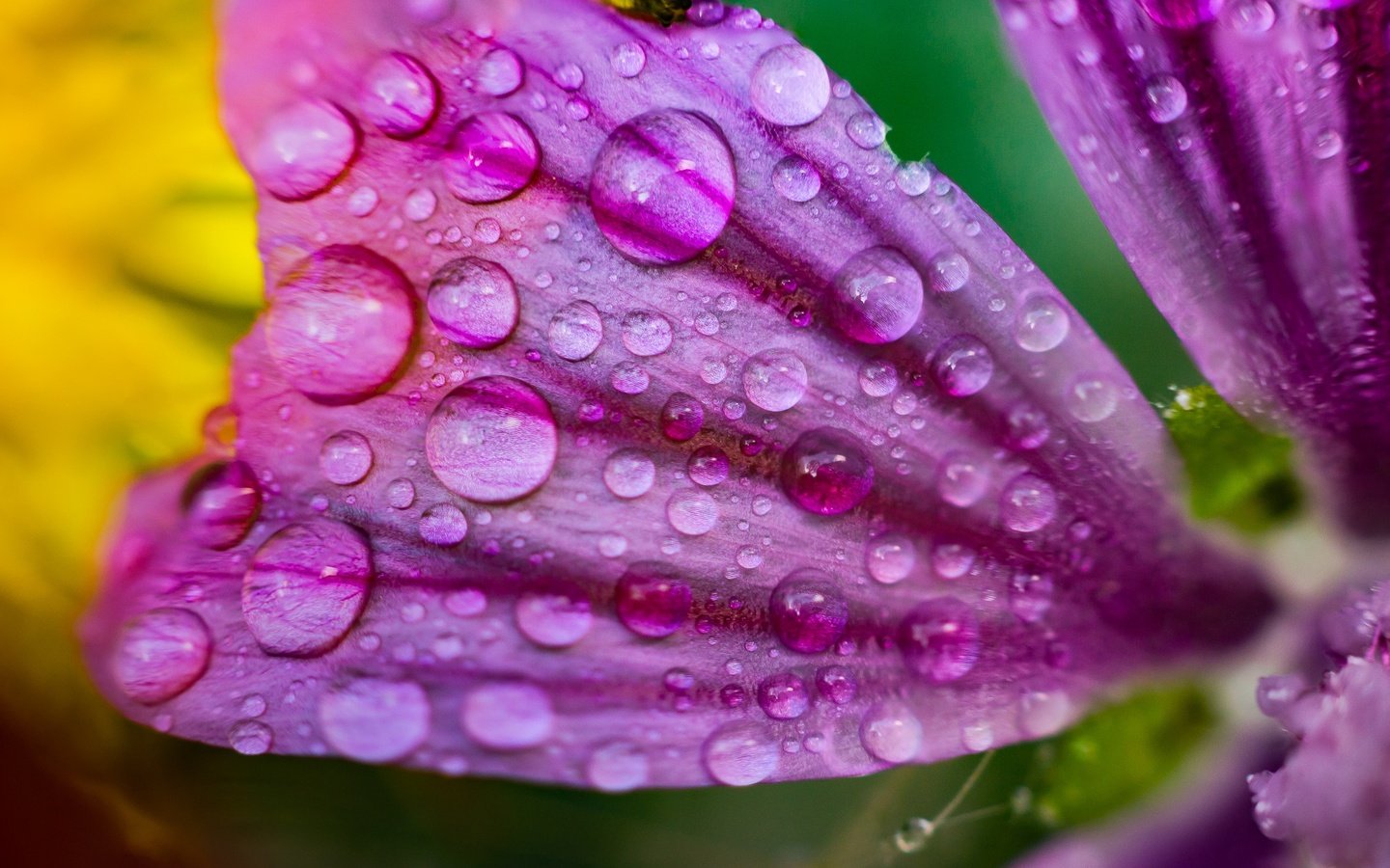 Обои макро, цветок, роса, капли, лепесток, macro, flower, rosa, drops, petal разрешение 2000x1333 Загрузить