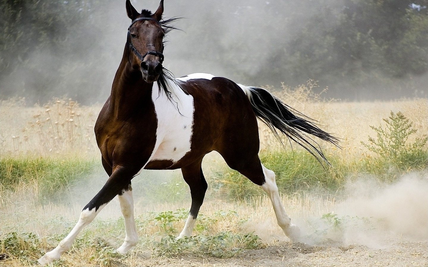 Обои лошадь, природа, пыль, конь, бег, хвост, horse, nature, dust, running, tail разрешение 1920x1200 Загрузить