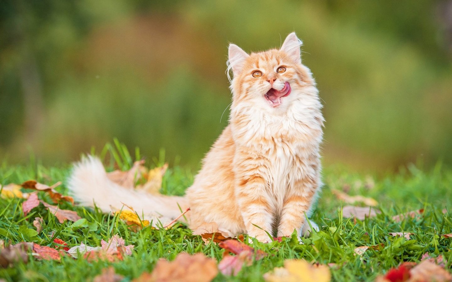 Обои трава, листья, кот, мордочка, кошка, взгляд, котенок, grass, leaves, cat, muzzle, look, kitty разрешение 1920x1200 Загрузить