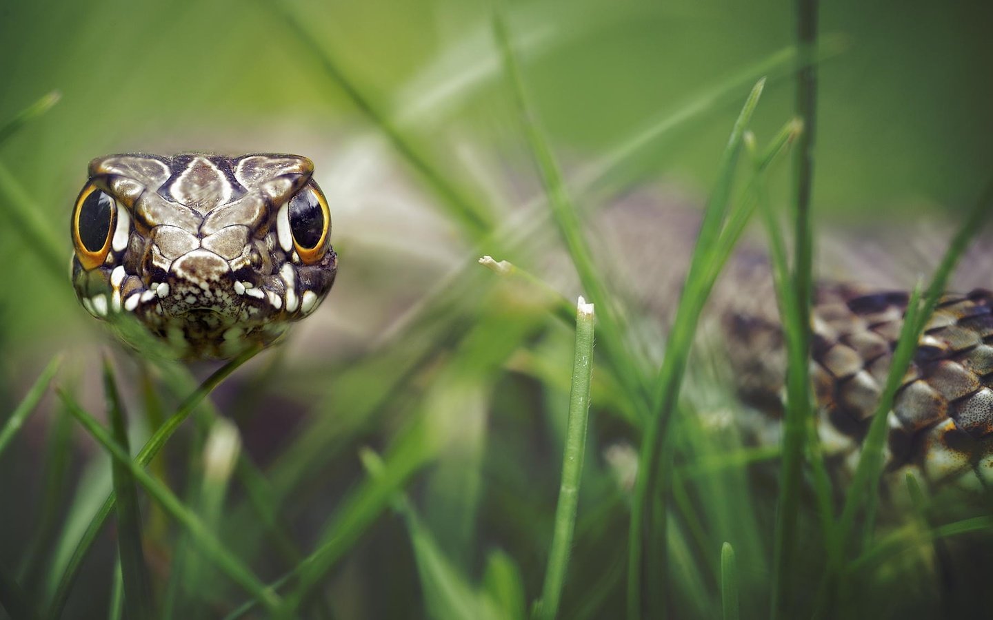 Обои трава, взгляд, змея, рептилия, боке, гипноз, grass, look, snake, reptile, bokeh, hypnosis разрешение 2048x1137 Загрузить