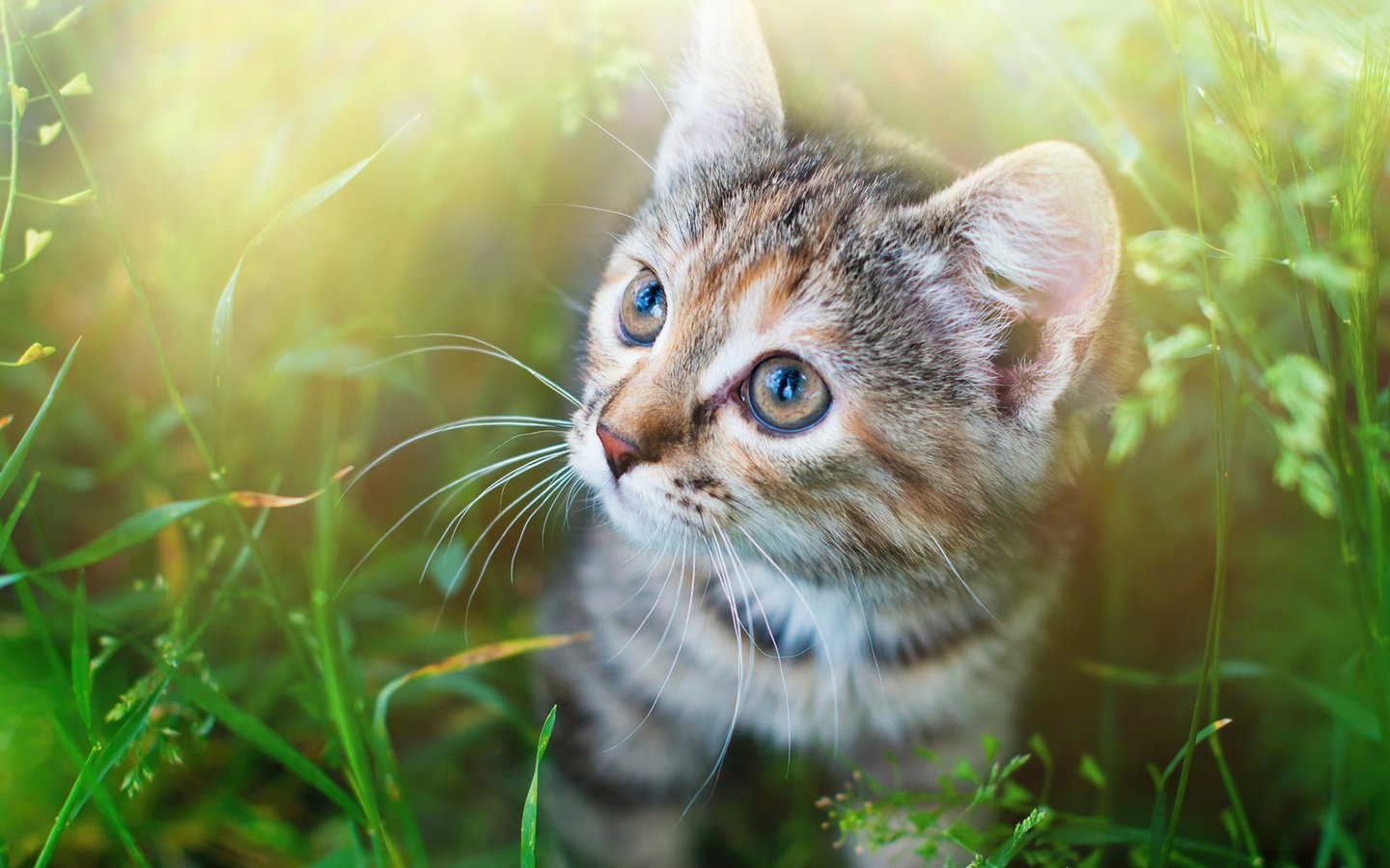 Обои глаза, трава, мордочка, усы, кошка, взгляд, котенок, спу, eyes, grass, muzzle, mustache, cat, look, kitty, spu разрешение 1920x1200 Загрузить