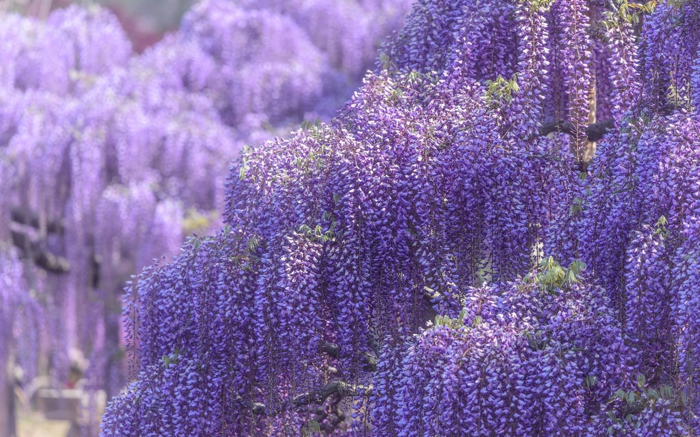 Обои цветы, цветение, весна, глициния, вистерия, flowers, flowering, spring, wisteria разрешение 1920x1200 Загрузить