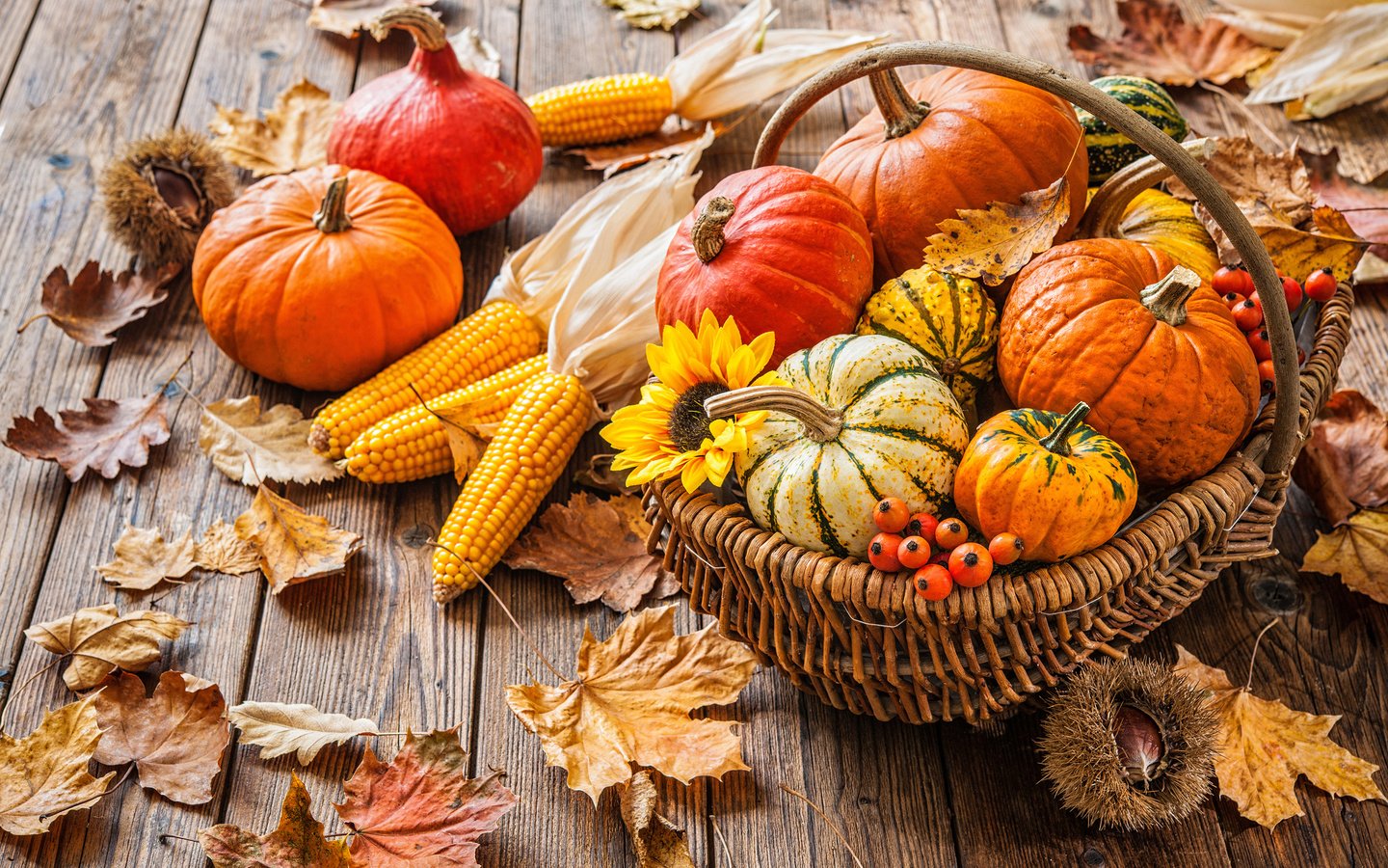 Обои листья, осень, кукуруза, корзина, урожай, тыквы, каштаны, alexander raths, осень.урожай, autumn.harvest, leaves, autumn, corn, basket, harvest, pumpkin, chestnuts разрешение 2880x1800 Загрузить