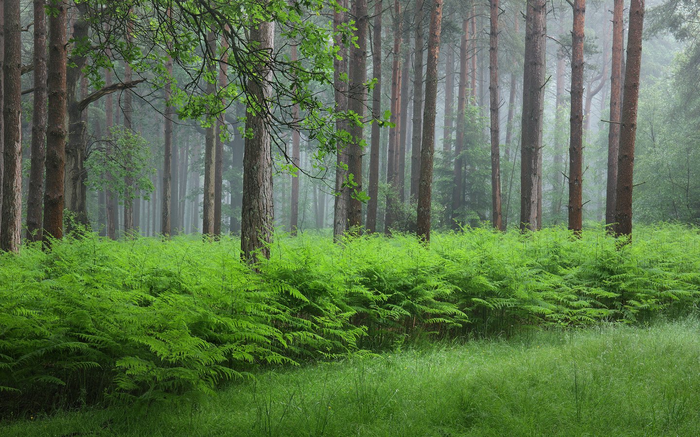 Обои папоротник, трава, деревья, природа, растения, лес, стволы, кусты, лето, fern, grass, trees, nature, plants, forest, trunks, the bushes, summer разрешение 1920x1200 Загрузить