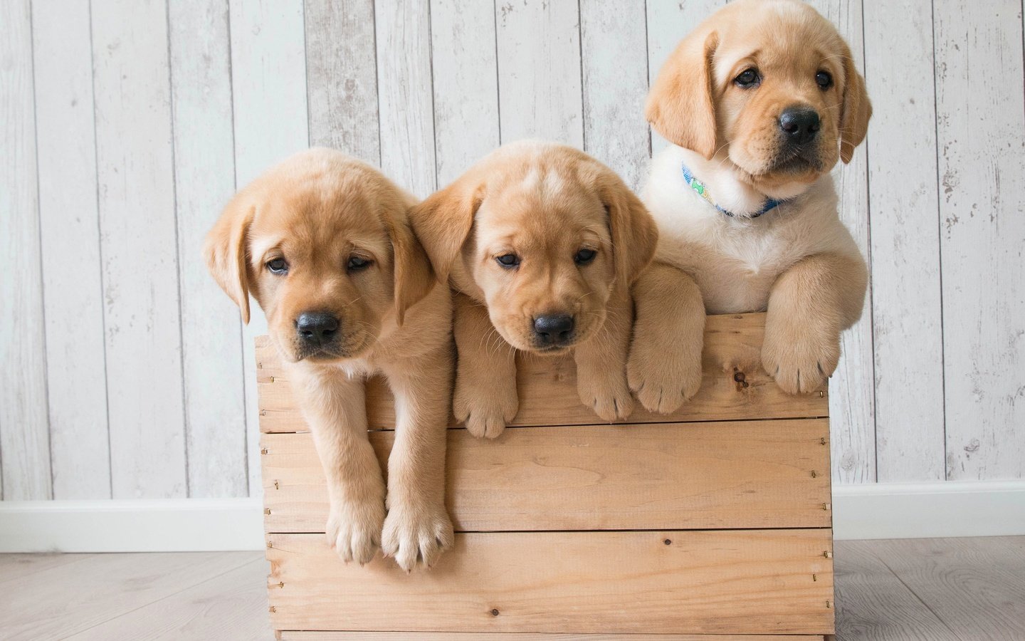 Обои щенки, собаки, ящик, трио, золотистый ретривер, троица, голден ретривер, puppies, dogs, box, trio, golden retriever, trinity разрешение 2880x1800 Загрузить