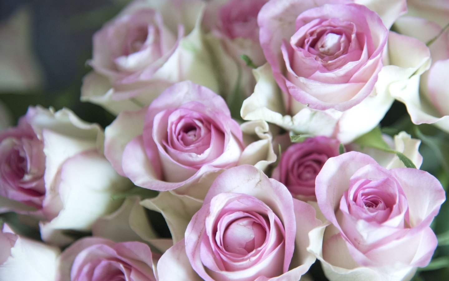 Обои цветы, бутоны, розы, лепестки, букет, нежность, flowers, buds, roses, petals, bouquet, tenderness разрешение 2048x1386 Загрузить
