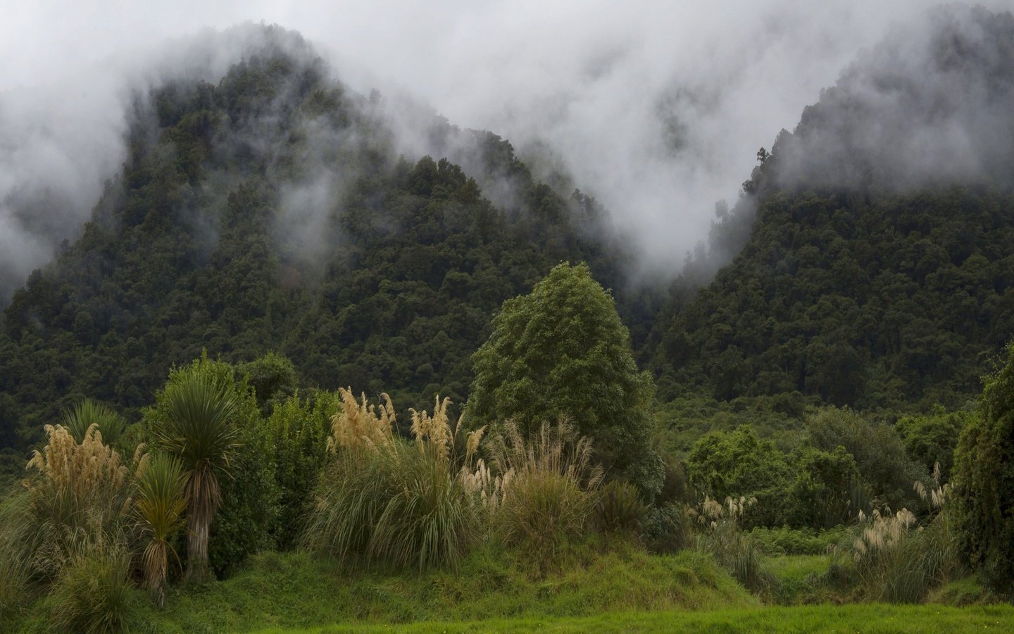 Обои деревья, горы, лес, туман, кусты, новая зеландия, trees, mountains, forest, fog, the bushes, new zealand разрешение 2560x1600 Загрузить