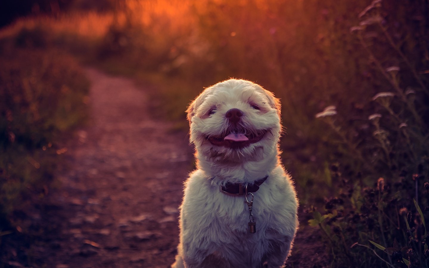 Обои закат, фон, улыбка, собака, язык, ши-тцу, e b, sunset, background, smile, dog, language, shih tzu разрешение 2784x1861 Загрузить