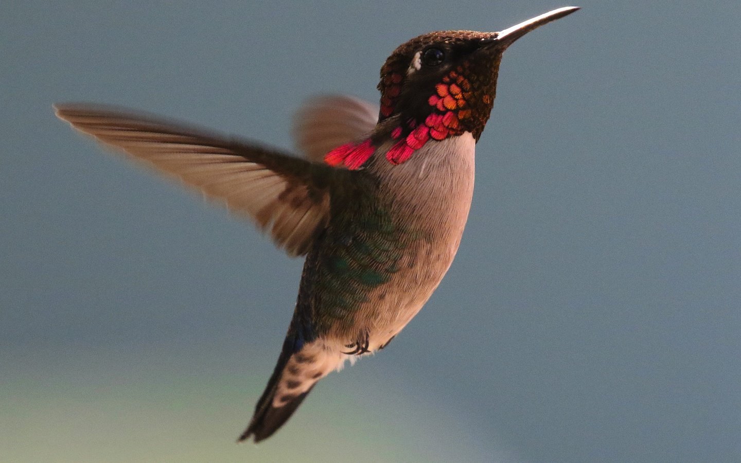 Обои полет, крылья, птица, клюв, перья, колибри, flight, wings, bird, beak, feathers, hummingbird разрешение 4500x4144 Загрузить