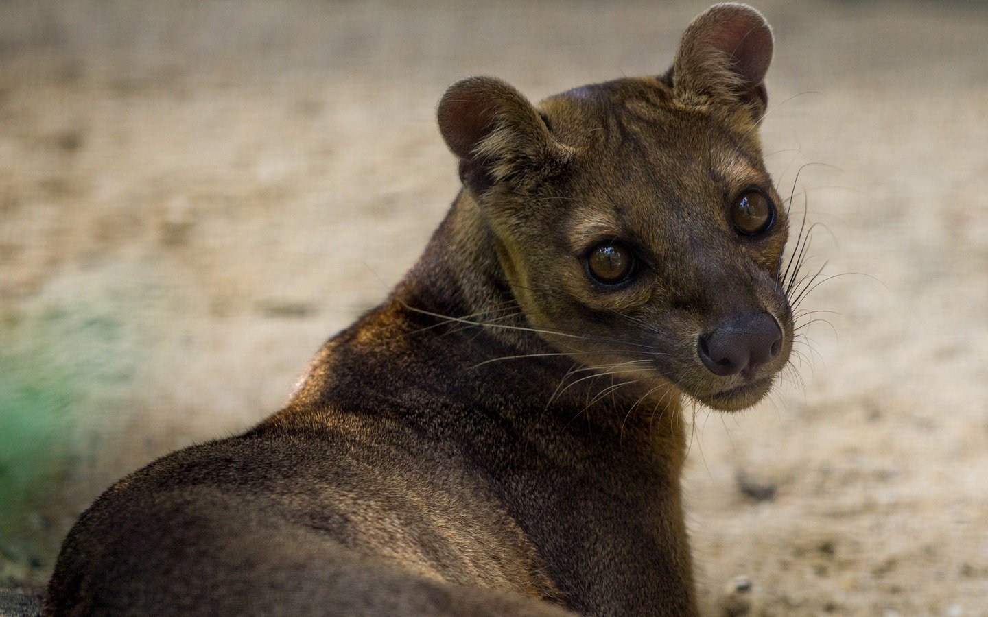 Обои морда, природа, животные, портрет, фосса, face, nature, animals, portrait, fossa разрешение 2048x1280 Загрузить