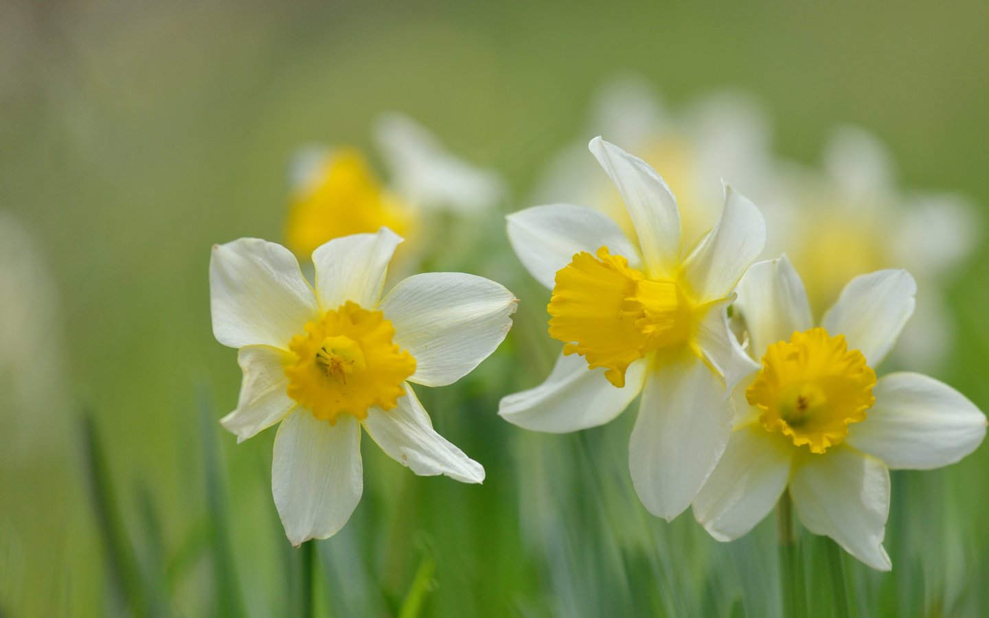 Обои цветы, лепестки, размытость, весна, стебли, нарциссы, flowers, petals, blur, spring, stems, daffodils разрешение 2048x1365 Загрузить