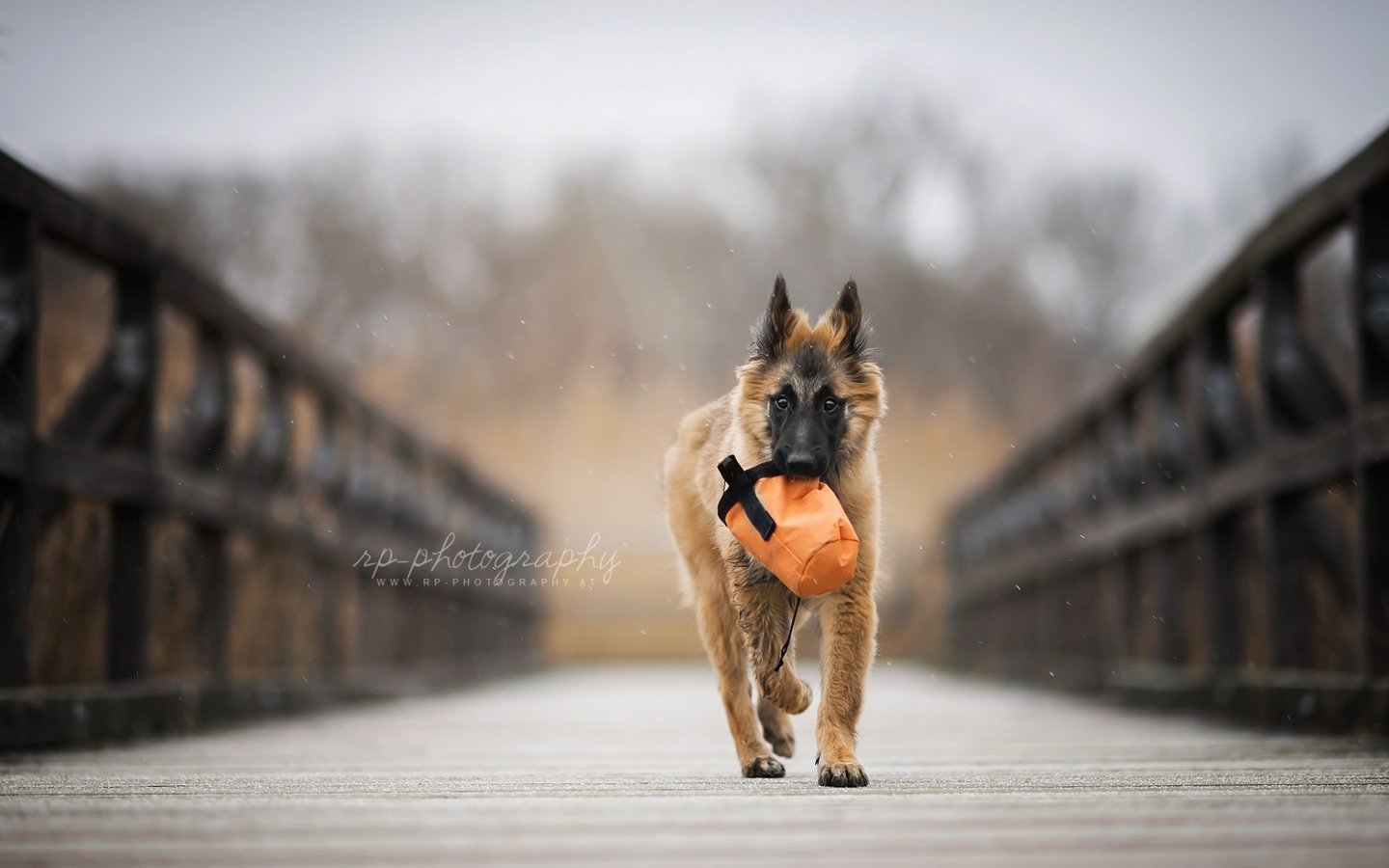 Обои мост, собака, щенок, овчарка, бельгийская овчарка, тервюрен, bridge, dog, puppy, shepherd, belgian shepherd, tervuren разрешение 1920x1200 Загрузить