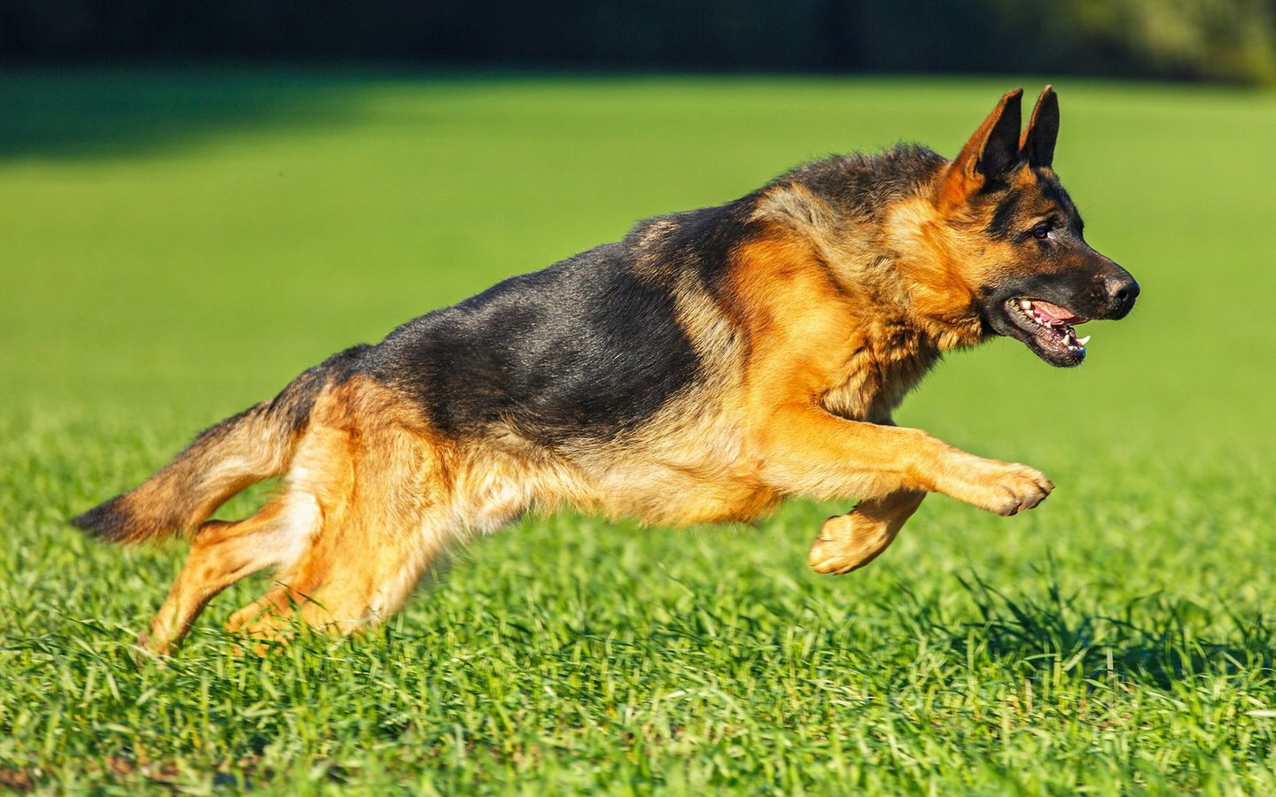 Обои трава, собака, немецкая овчарка, овчарка, ване, grass, dog, german shepherd, shepherd, vanya разрешение 1920x1200 Загрузить