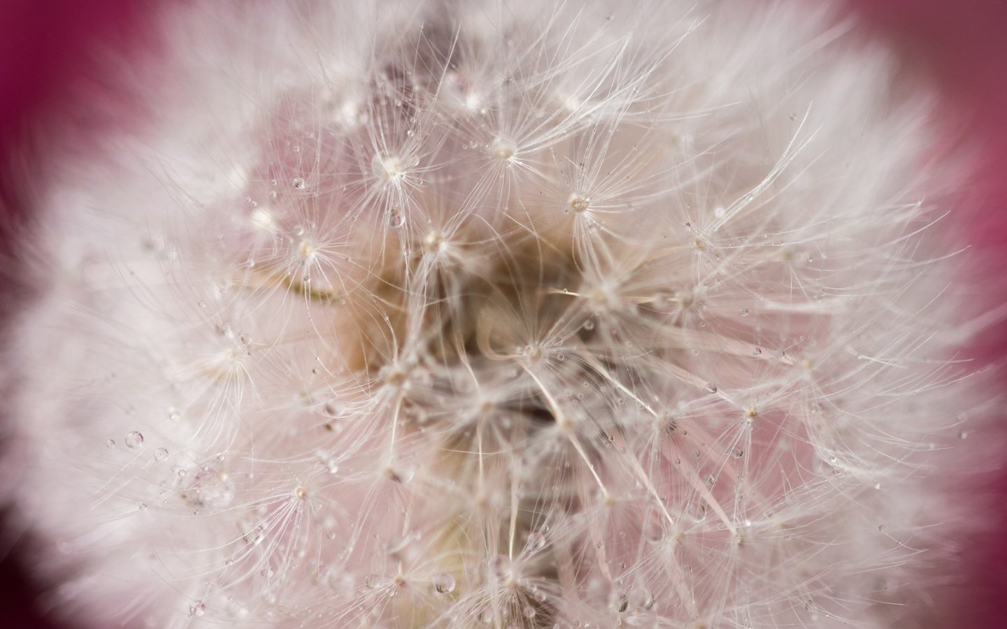 Обои природа, фон, цветок, капли, одуванчик, пушинки, былинка, nature, background, flower, drops, dandelion, fuzzes, blade of grass разрешение 5818x3879 Загрузить