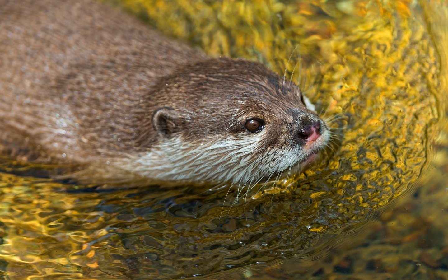 Обои вода, водоем, плывет, выдра, грызуны, water, pond, floats, otter, rodents разрешение 4519x2541 Загрузить