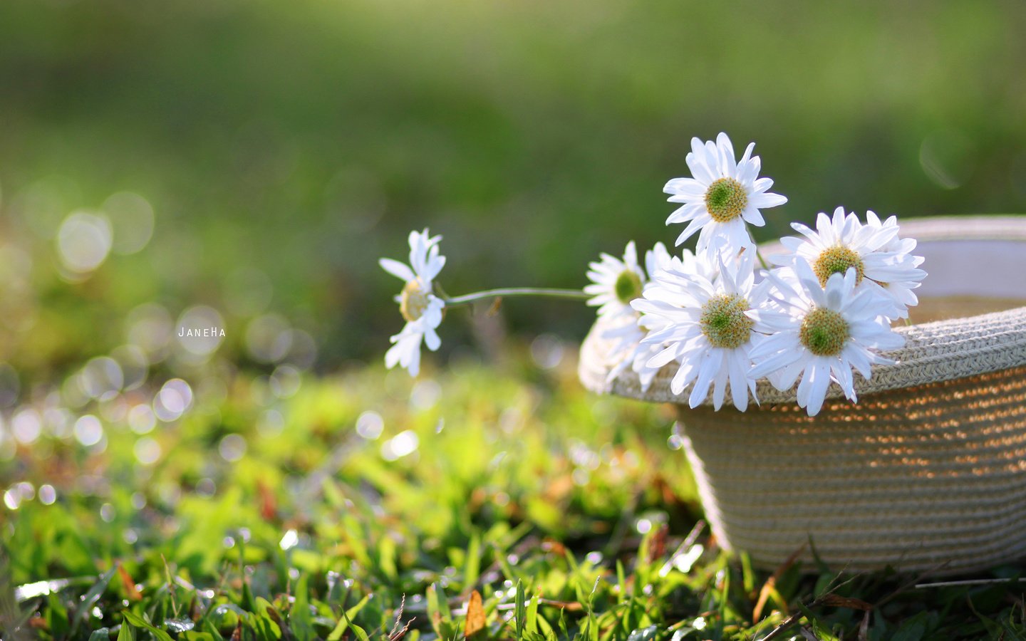 Обои цветы, трава, лепестки, ромашки, белые, шляпа, flowers, grass, petals, chamomile, white, hat разрешение 2560x1600 Загрузить