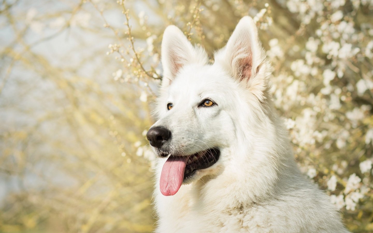 Обои морда, собака, язык, белая швейцарская овчарка, face, dog, language, the white swiss shepherd dog разрешение 1920x1200 Загрузить