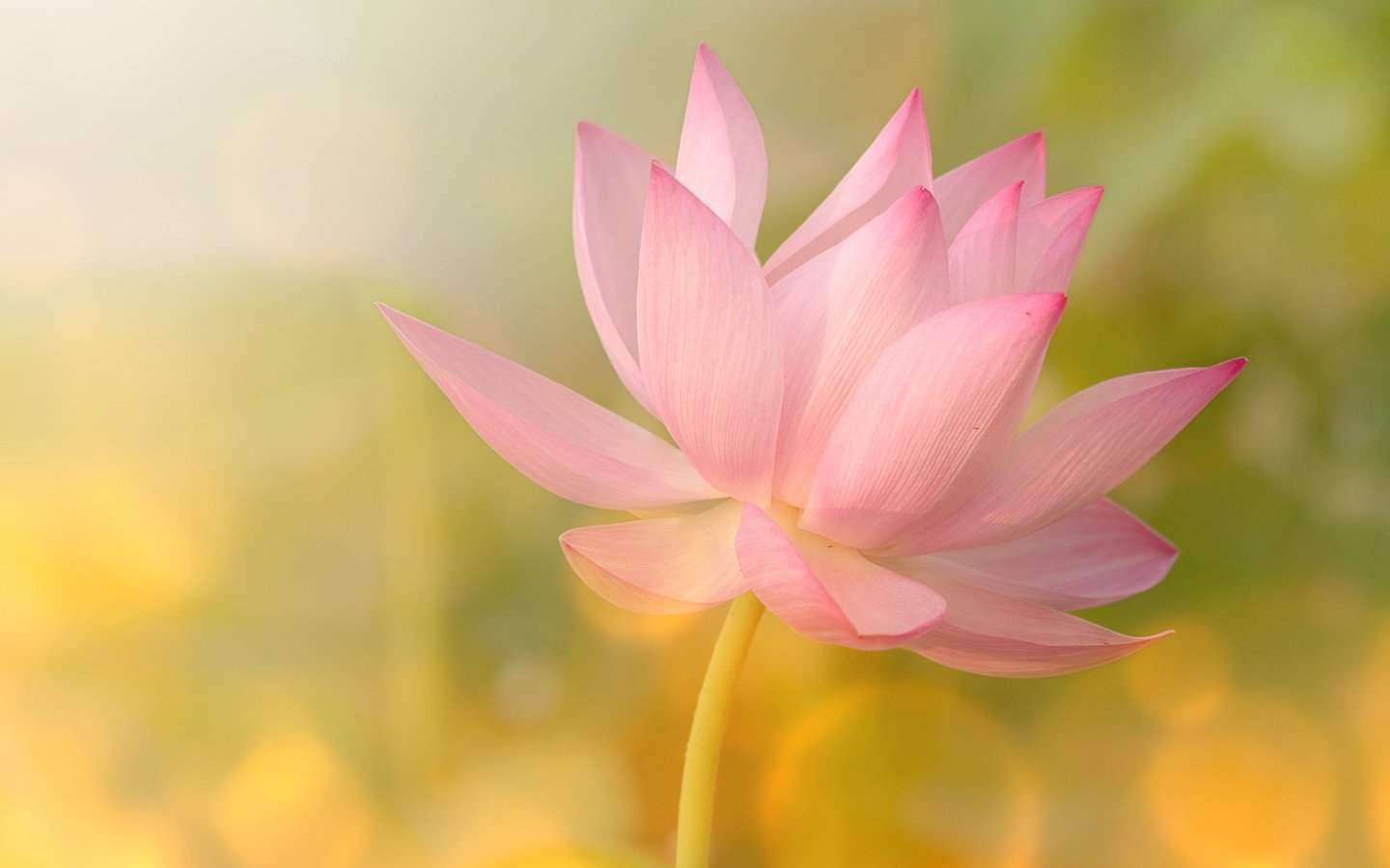 Обои цветок, лепестки, блики, лотос, розовый, flower, petals, glare, lotus, pink разрешение 1920x1200 Загрузить