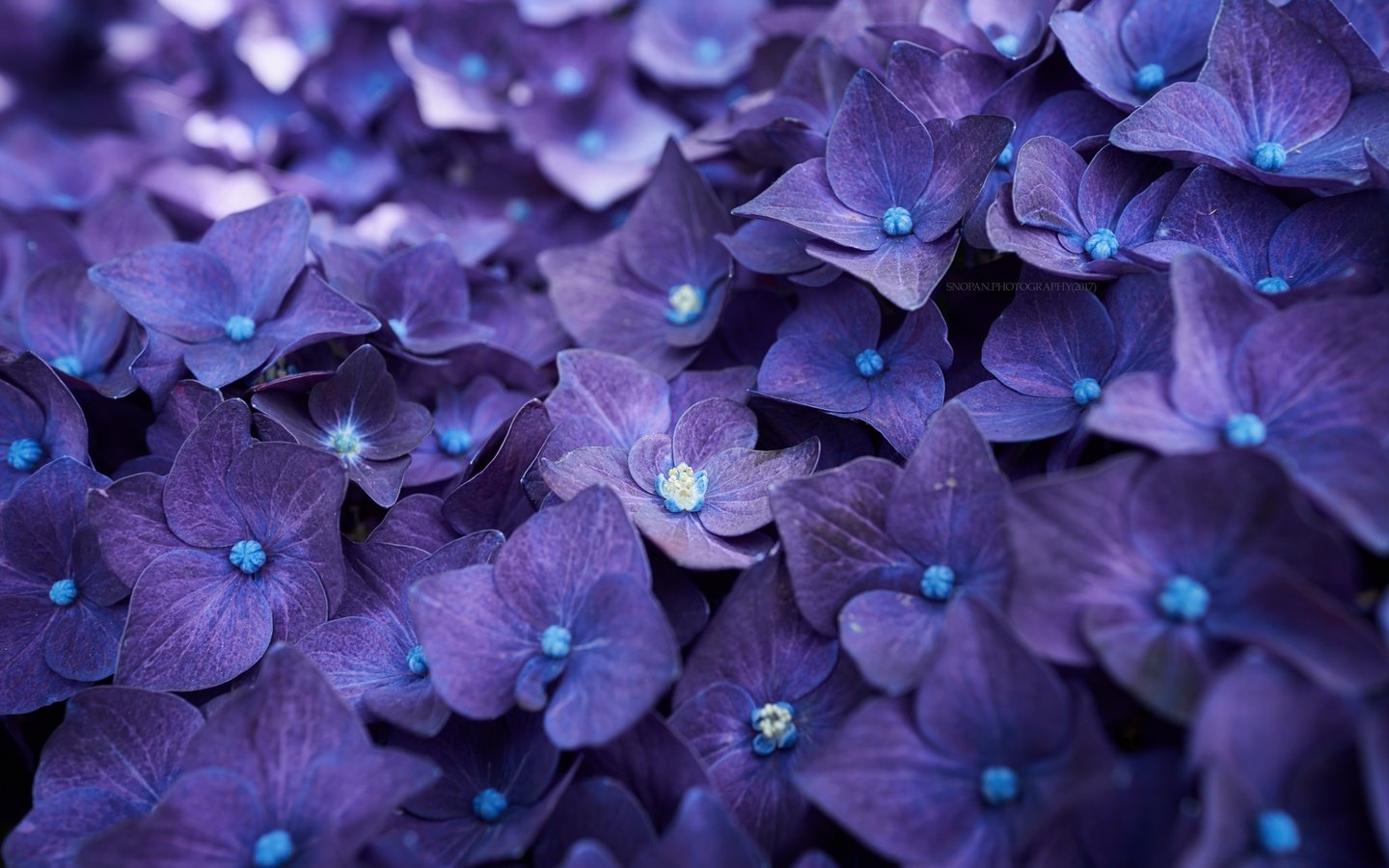 Обои цветы, макро, лепестки, гортензия, flowers, macro, petals, hydrangea разрешение 2048x1365 Загрузить