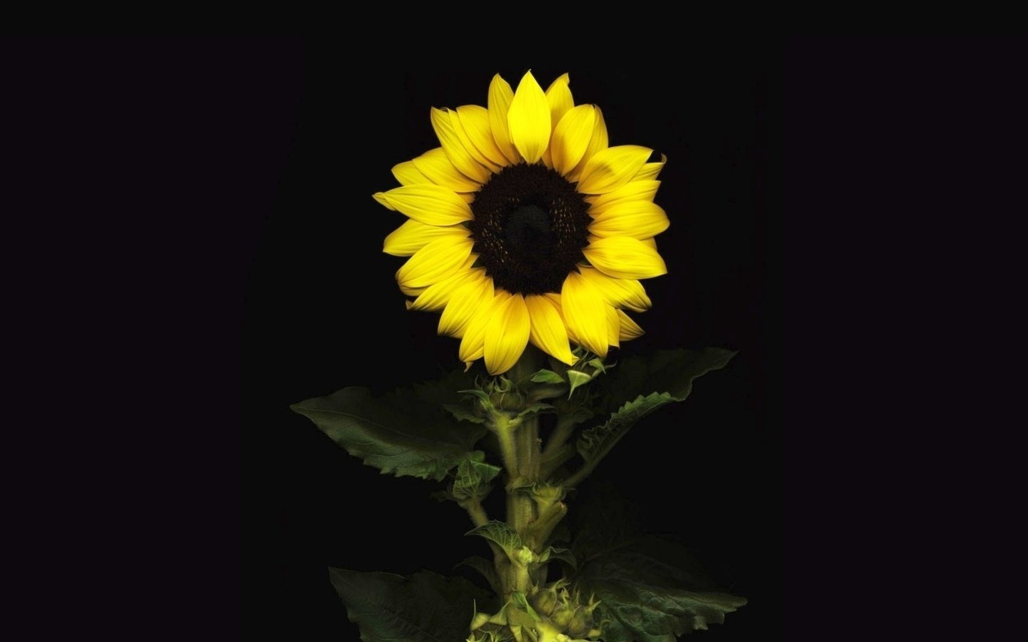 Обои цветок, лепестки, подсолнух, черный фон, flower, petals, sunflower, black background разрешение 1920x1200 Загрузить