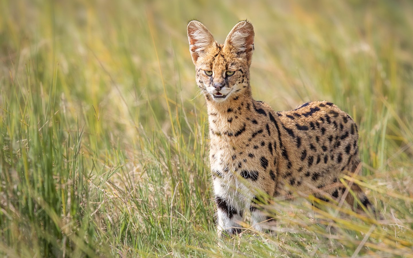 Обои глаза, трава, взгляд, дикая кошка, сервал, eyes, grass, look, wild cat, serval разрешение 1920x1200 Загрузить