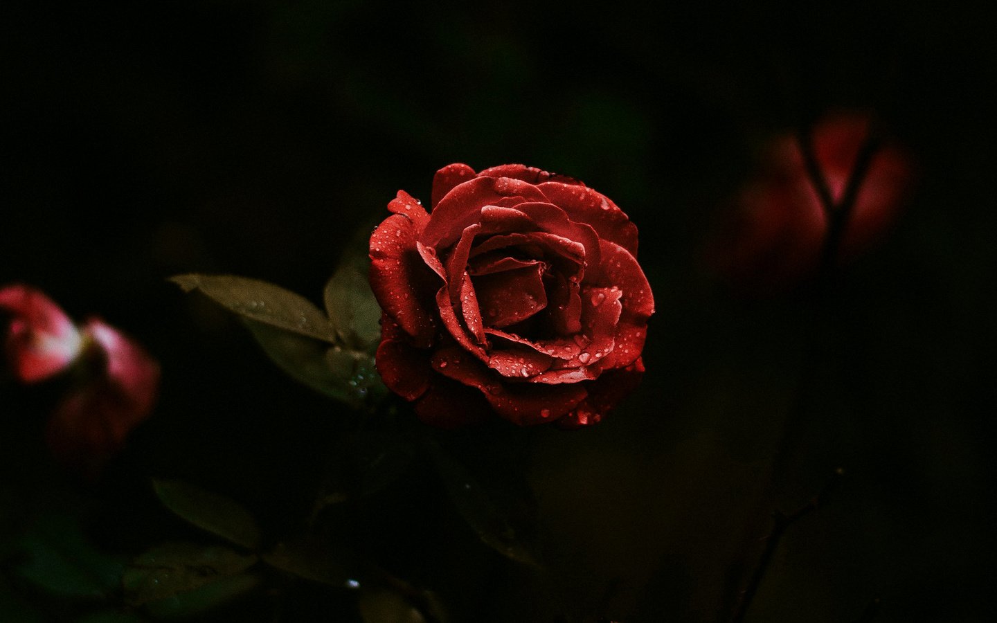 Обои цветы, листья, розы, лепестки, красные, черный фон, flowers, leaves, roses, petals, red, black background разрешение 2560x1600 Загрузить