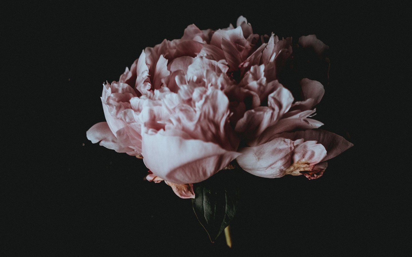 Обои цветок, лепестки, черный фон, пион, flower, petals, black background, peony разрешение 2560x1440 Загрузить