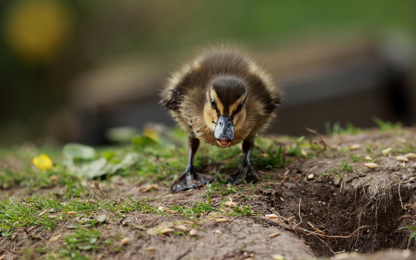 Обои трава, птенец, птица, клюв, утка, утенок, grass, chick, bird, beak, duck разрешение 3840x2400 Загрузить