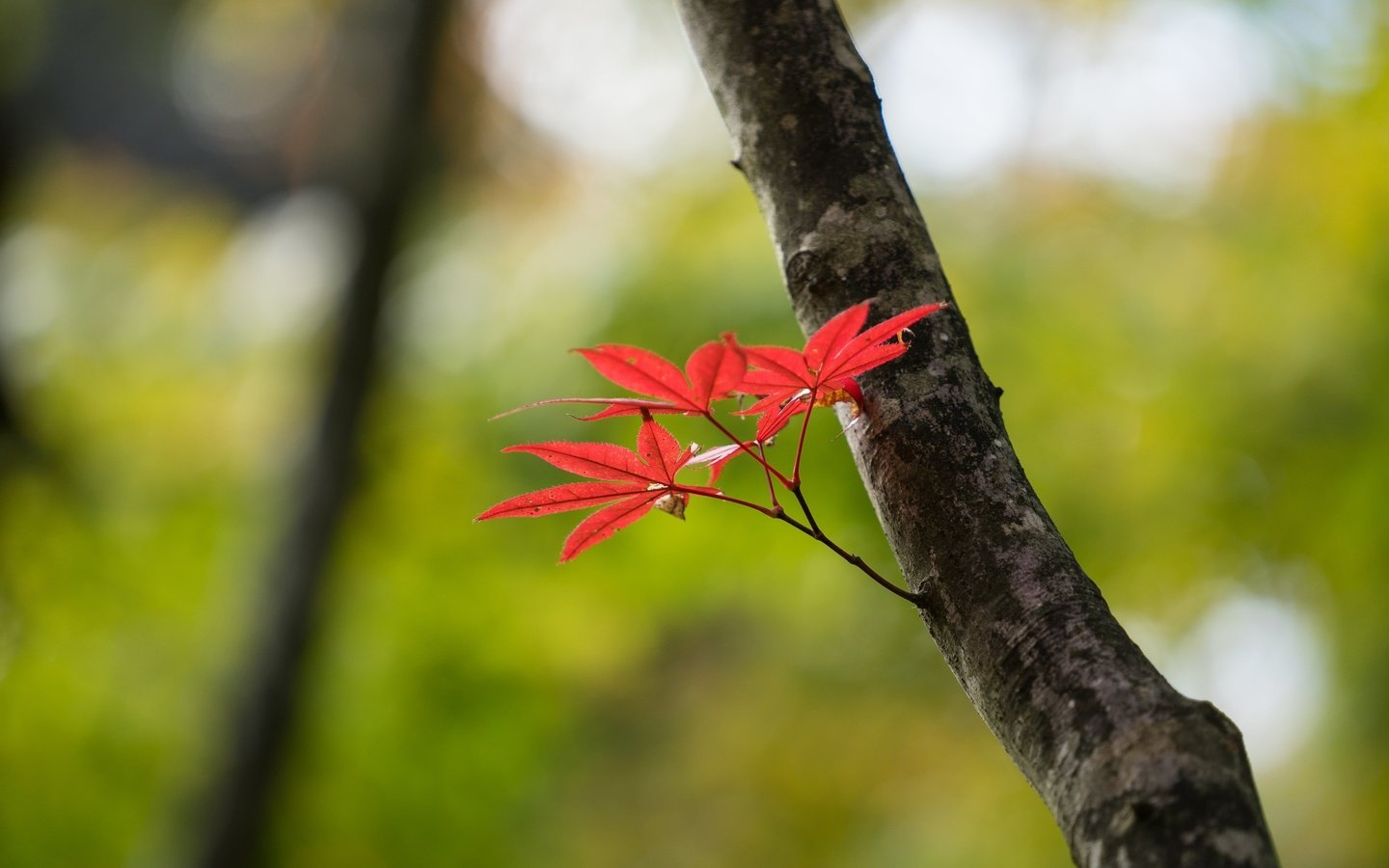 Обои ветка, природа, дерево, листья, осень, размытость, ствол, branch, nature, tree, leaves, autumn, blur, trunk разрешение 3840x2160 Загрузить