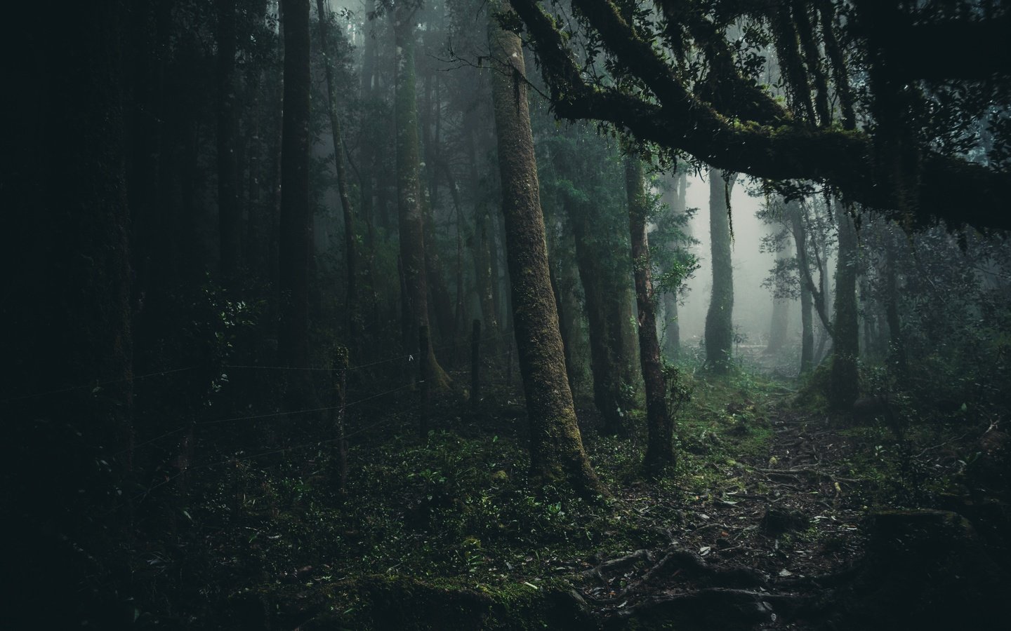 Обои деревья, лес, туман, листва, oncol park, trees, forest, fog, foliage разрешение 6000x4000 Загрузить