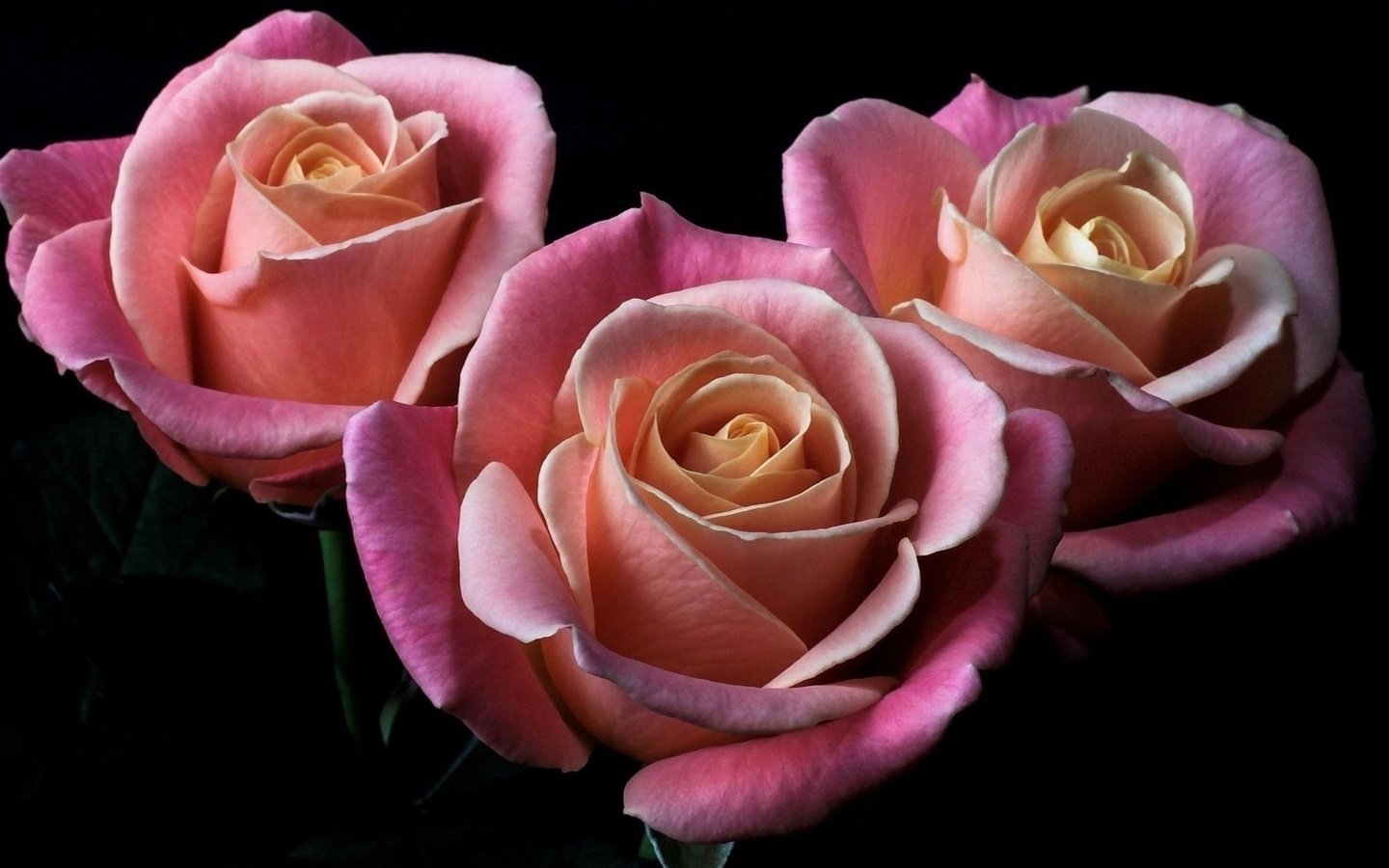 Обои цветы, бутоны, розы, лепестки, черный фон, розовые, flowers, buds, roses, petals, black background, pink разрешение 1920x1130 Загрузить