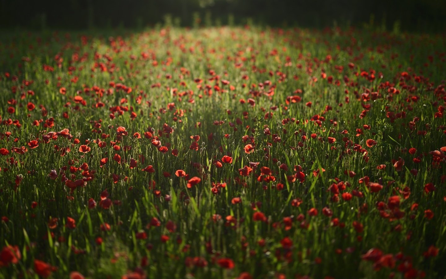 Обои цветы, поле, красные, маки, flowers, field, red, maki разрешение 2100x1398 Загрузить