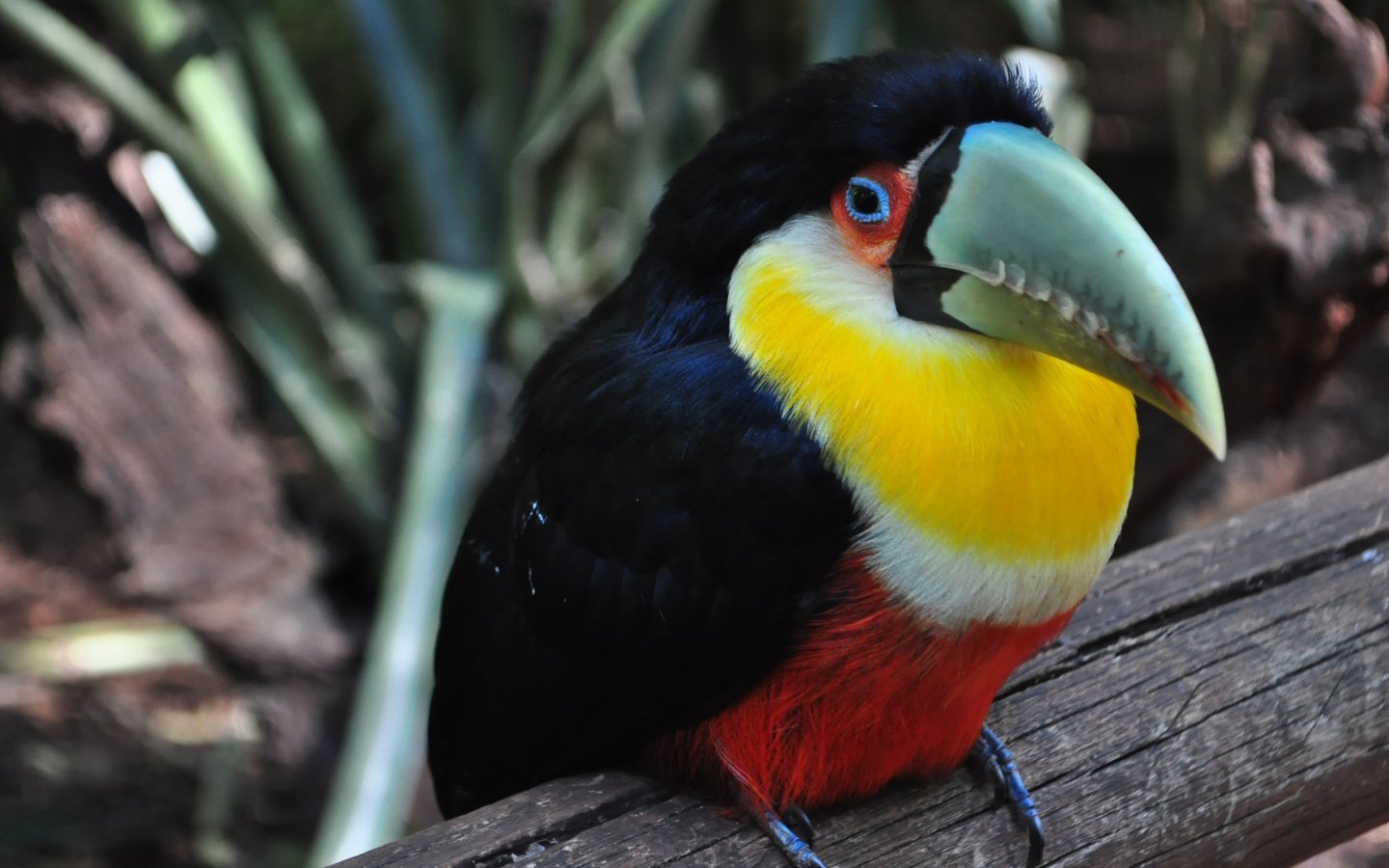 Обои разноцветный, птица, тукан, клюв, colorful, bird, toucan, beak разрешение 3216x2136 Загрузить