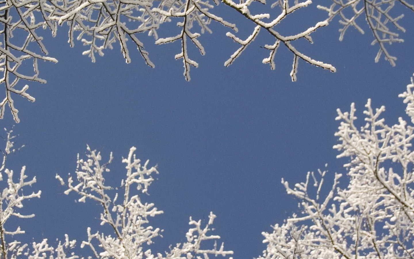 Обои небо, снег, дерево, зима, ветки, the sky, snow, tree, winter, branches разрешение 1920x1080 Загрузить