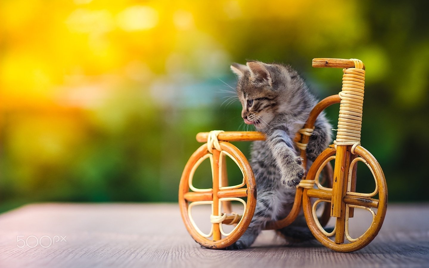 Обои котенок, игрушка, животное, велосипед, детеныш, kitty, toy, animal, bike, cub разрешение 2048x1365 Загрузить