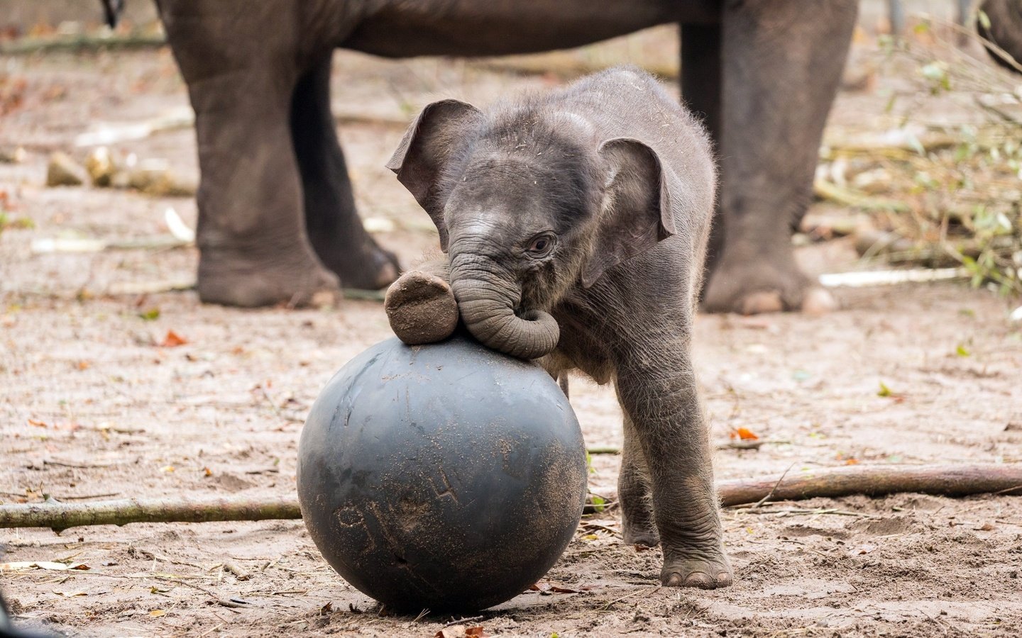 Обои слоны, хобот, зоопарк, слоненок, elephants, trunk, zoo, elephant разрешение 2560x1600 Загрузить