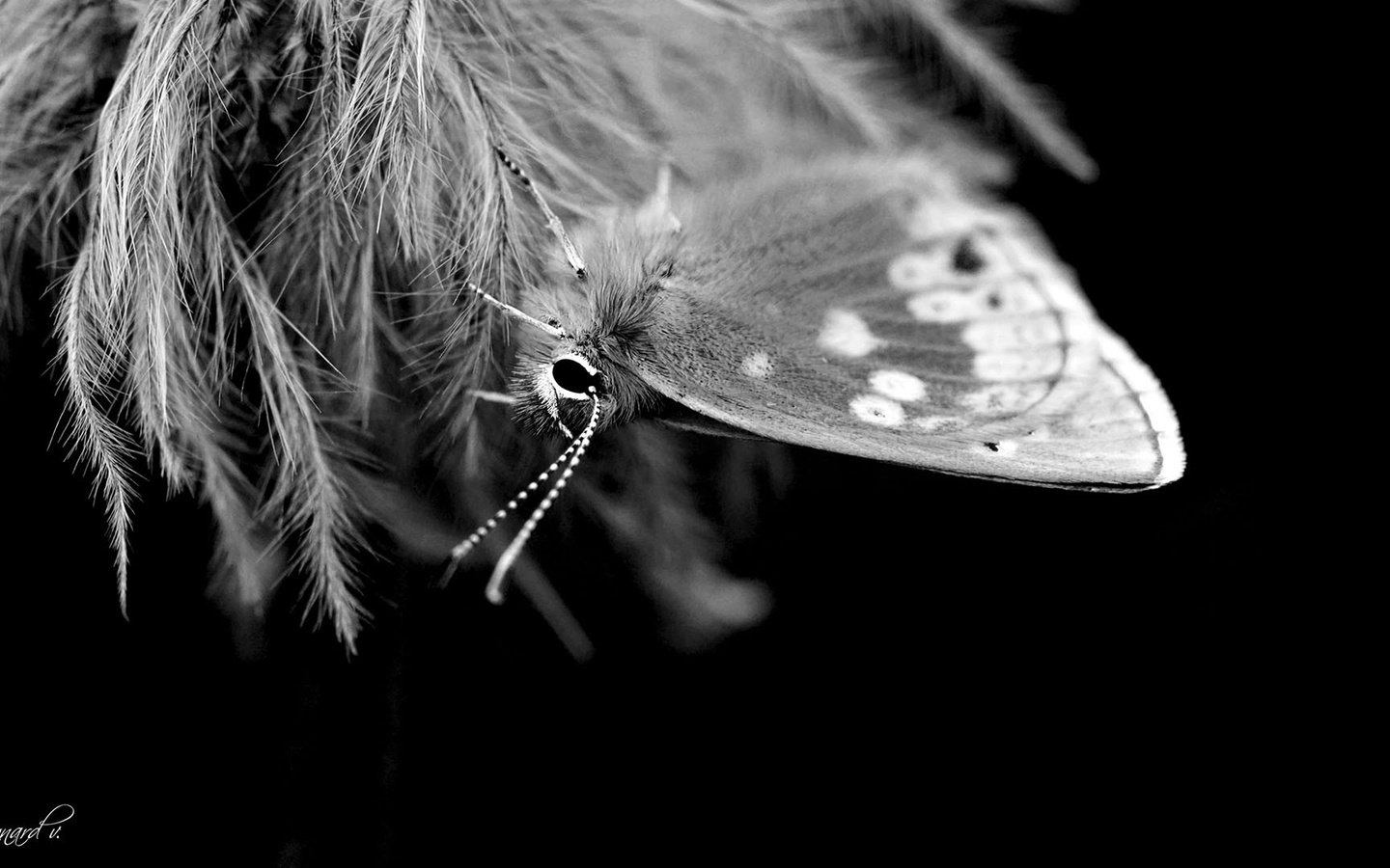 Обои насекомое, бабочка, чёрно-белое, крылья, insect, butterfly, black and white, wings разрешение 1920x1080 Загрузить