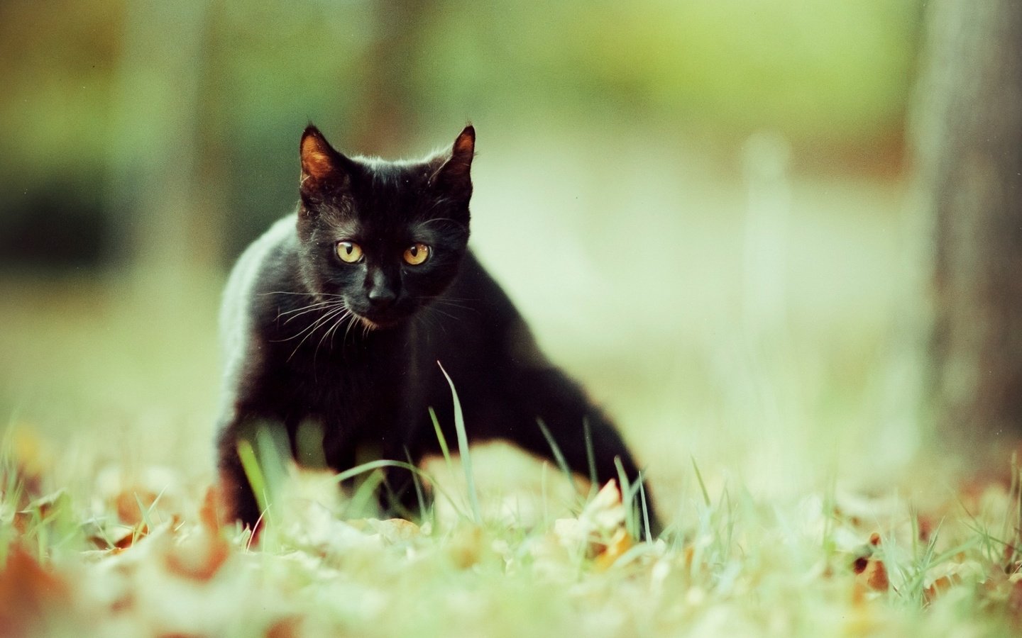 Обои глаза, фон, усы, кошка, взгляд, котенок, чёрная кошка, eyes, background, mustache, cat, look, kitty, black cat разрешение 1920x1200 Загрузить