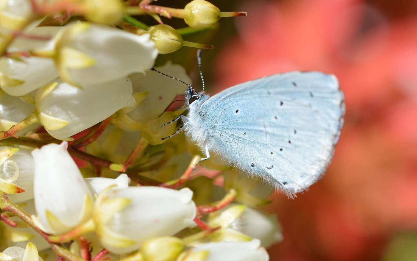 Обои цветы, насекомое, бабочка, крылья, flowers, insect, butterfly, wings разрешение 2560x1600 Загрузить