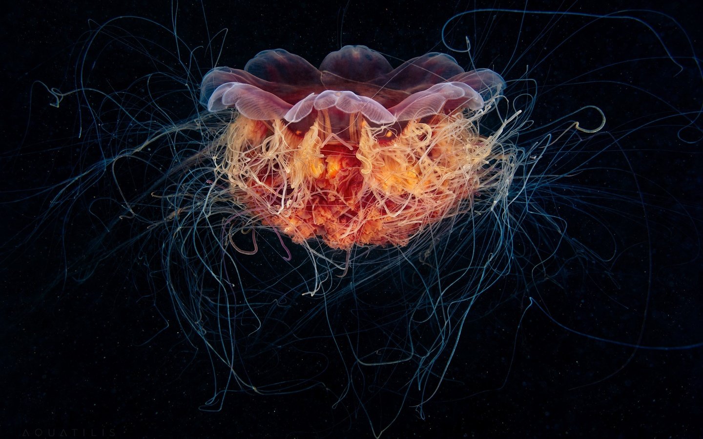 Обои медуза, щупальца, подводный мир, александр семёнов, волосистая цианея, medusa, tentacles, underwater world, alexander semenov, the hairy cyanea разрешение 2560x1709 Загрузить