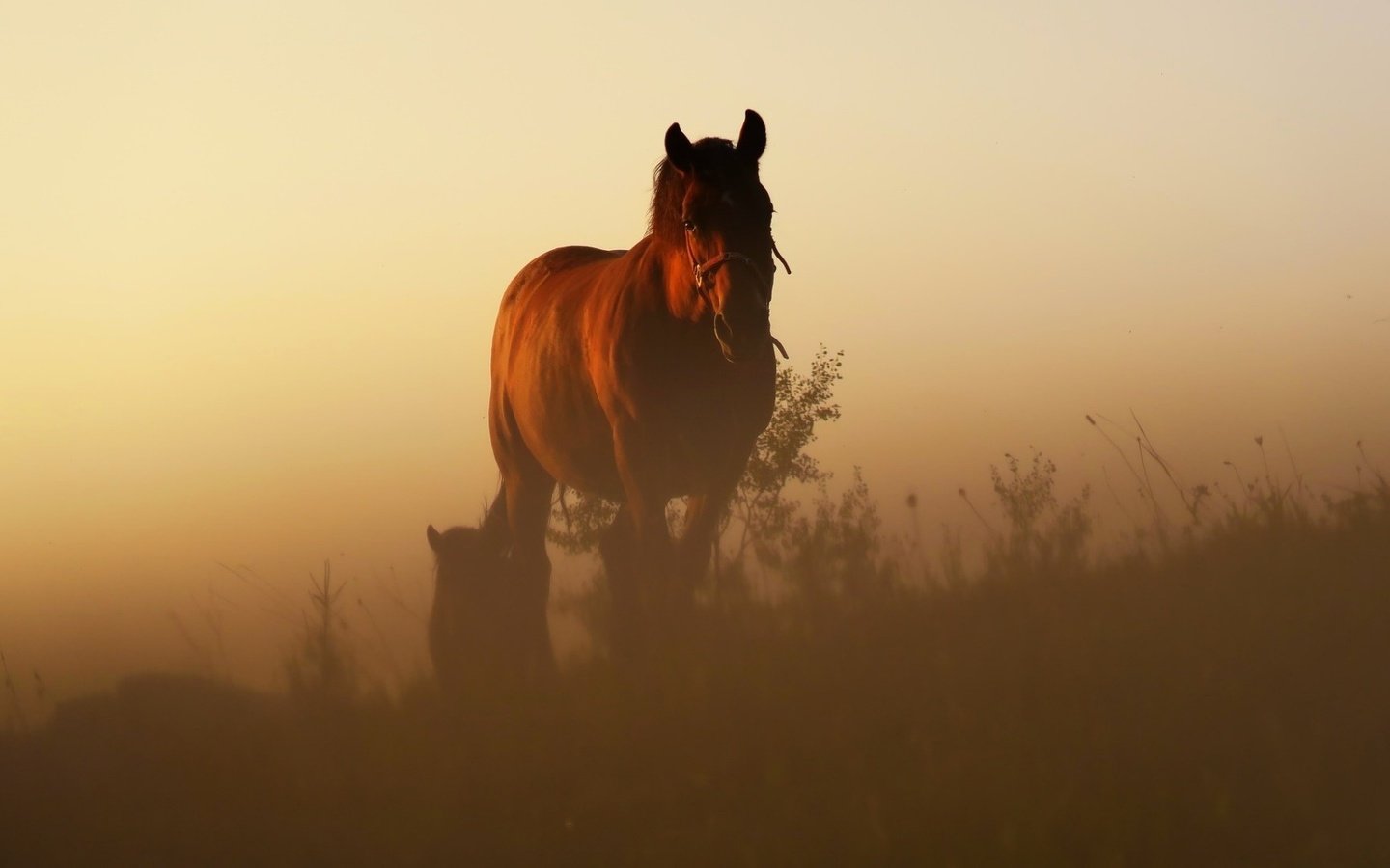 Обои лошадь, восход, утро, рассвет, конь, грива, степь, жеребенок, horse, sunrise, morning, dawn, mane, the steppe, foal разрешение 1920x1080 Загрузить