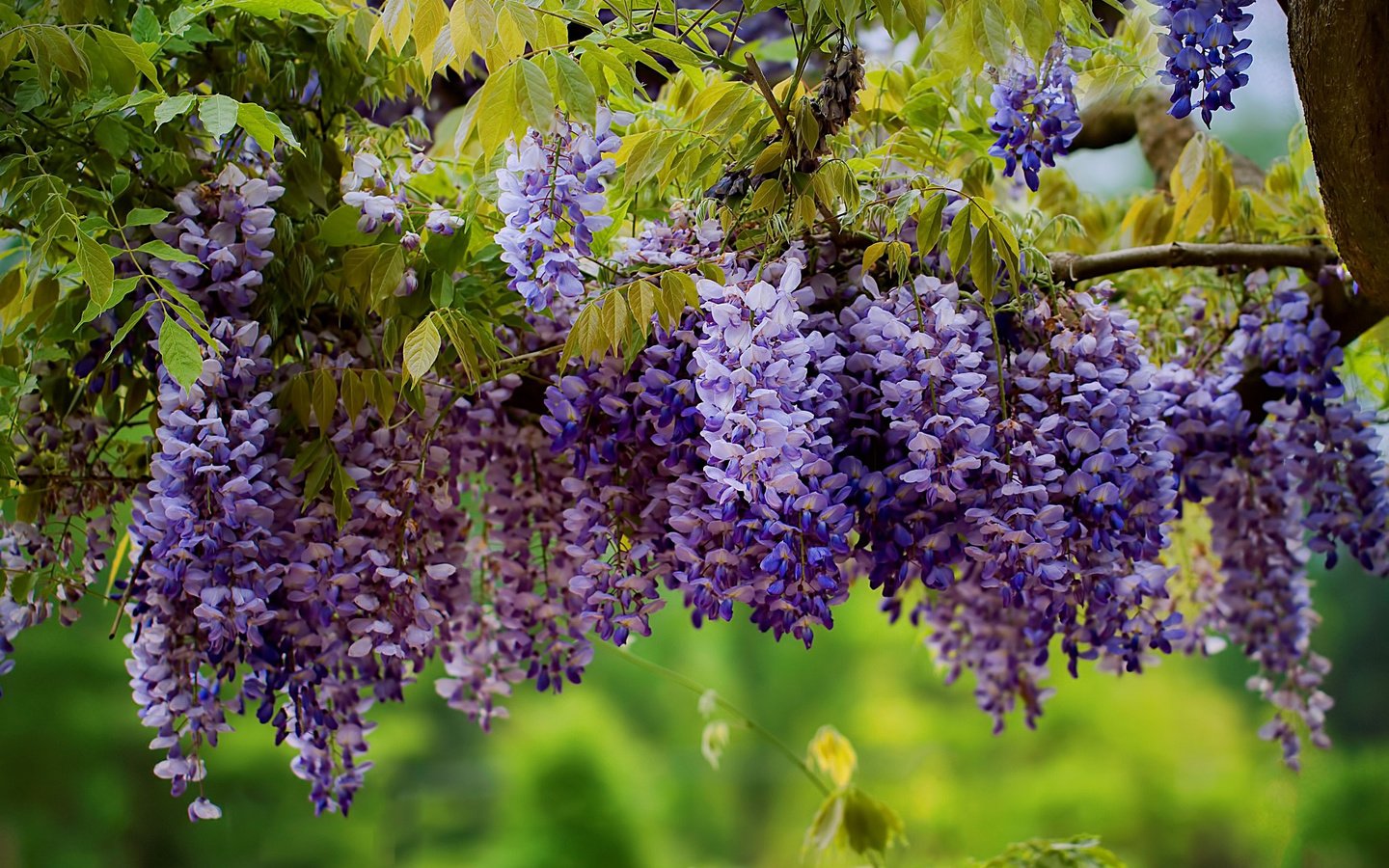 Обои цветы, дерево, листья, ветки, соцветия, глициния, вистерия, flowers, tree, leaves, branches, inflorescence, wisteria разрешение 2048x1365 Загрузить