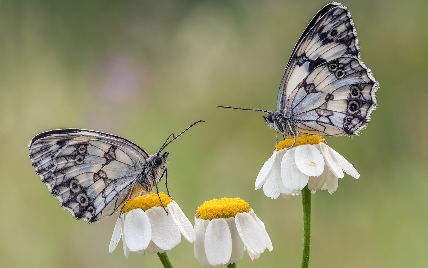 Обои цветы, крылья, насекомые, ромашки, бабочки, flowers, wings, insects, chamomile, butterfly разрешение 2048x1463 Загрузить