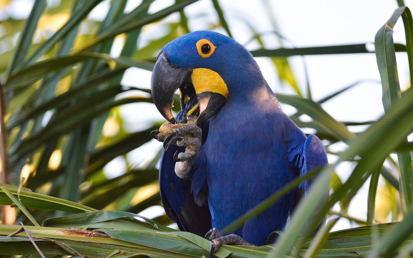 Обои растения, птица, клюв, перья, попугай, ара, plants, bird, beak, feathers, parrot, ara разрешение 2048x1365 Загрузить