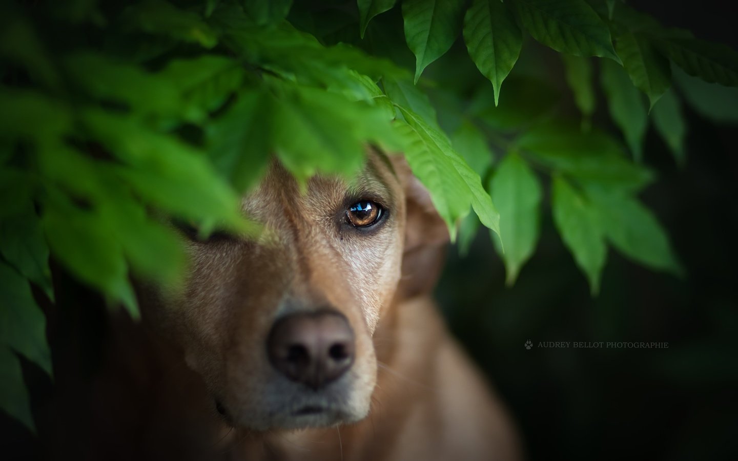 Обои листья, мордочка, взгляд, собака, leaves, muzzle, look, dog разрешение 2560x1579 Загрузить