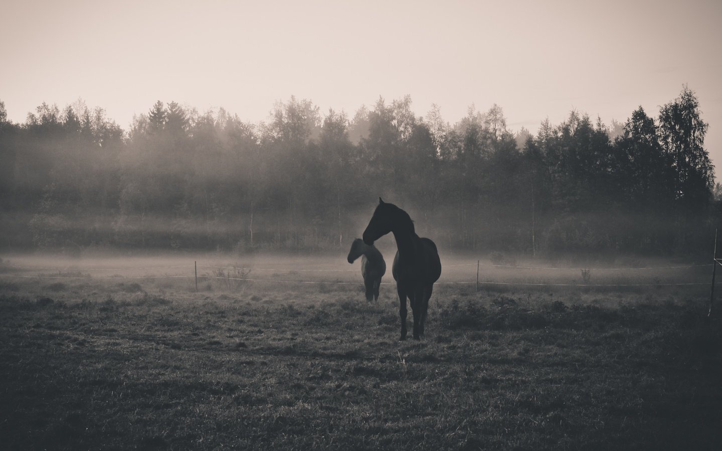 Обои утро, животные, туман, рассвет, чёрно-белое, силуэт, лошади, morning, animals, fog, dawn, black and white, silhouette, horse разрешение 4422x3101 Загрузить
