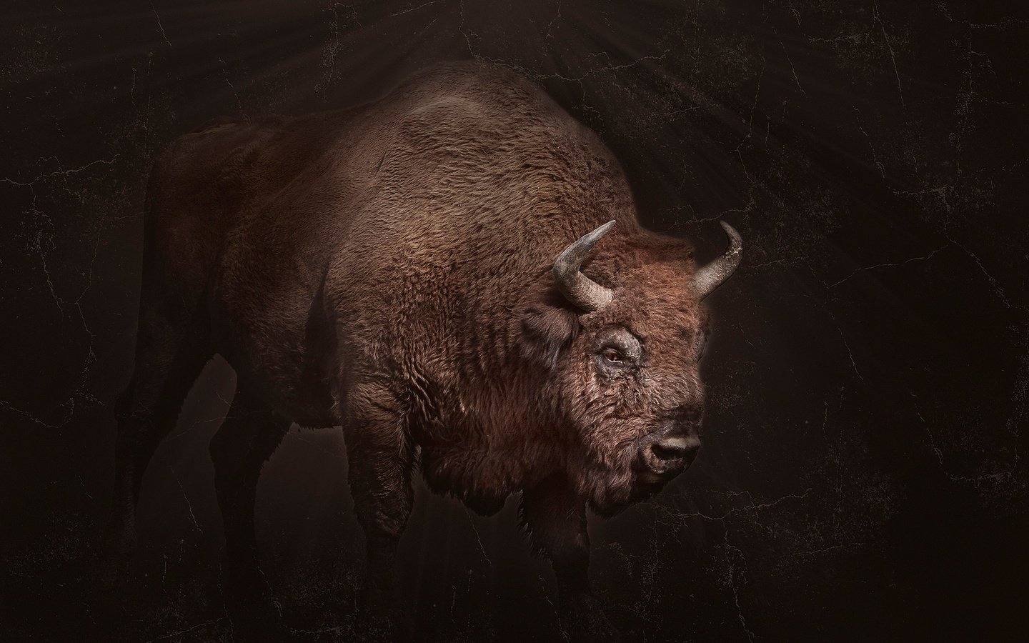 Обои фон, рога, бизон, background, horns, buffalo разрешение 2048x1365 Загрузить