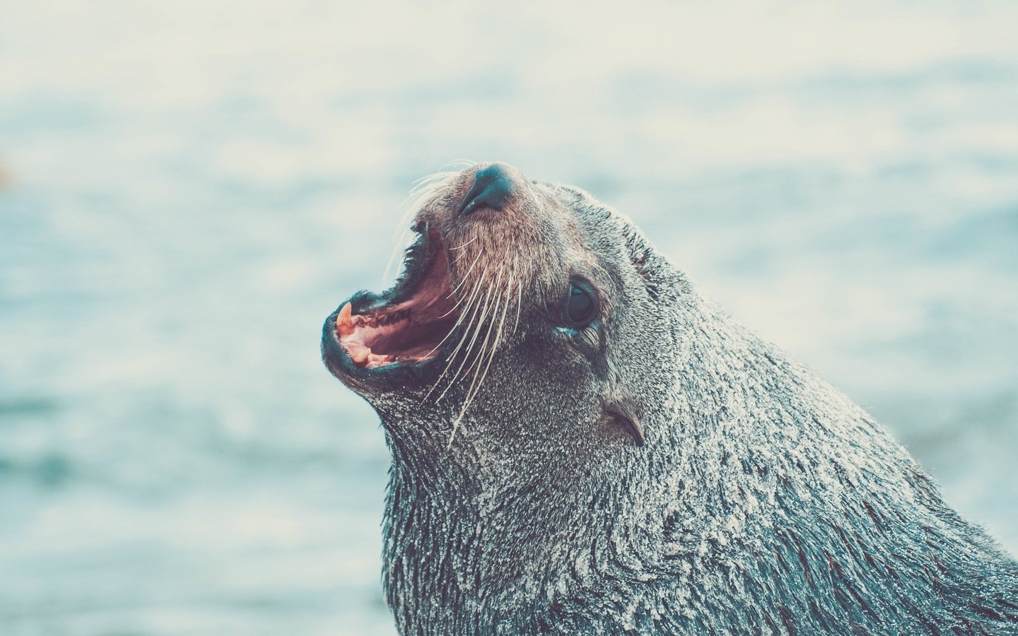 Обои морда, животное, тюлень, морской лев, face, animal, seal, sea lion разрешение 3872x2176 Загрузить